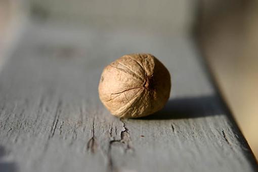 Asking for help on focusing with Canon EOS 20D-acorn-test-shot.jpg