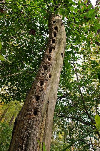 Wide Angle recommendations?????-tree-holes-uncropped.jpg