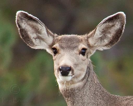 The Juicy 5D mkII Media Thread-20101016_muledeer_0234-sm.jpg