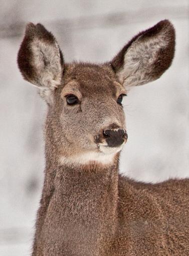 The Juicy 5D mkII Media Thread-20101124_muledeer_0362-sm.jpg