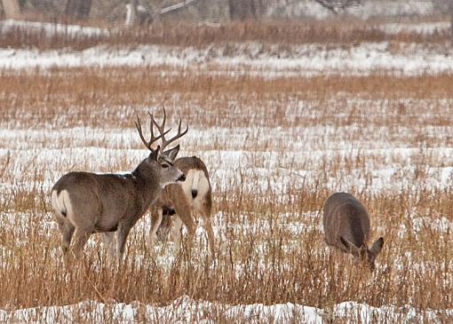 The Juicy 5D mkII Media Thread-20101124_muledeer_0360-sm.jpg