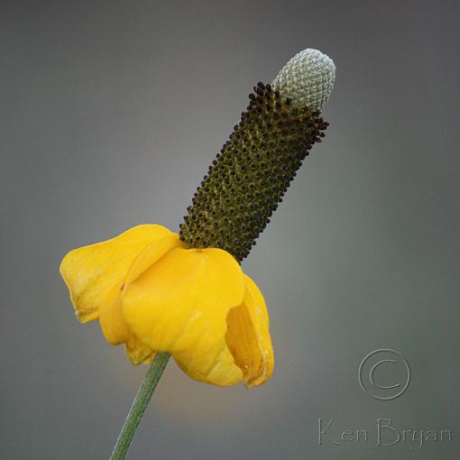 Looking for Inspiration, Part 3 - &quot;Just&quot; the 55-250 EF-S IS telephoto-ratibida-columnifera-sm.jpg