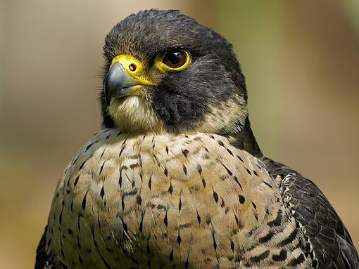 In Praise of Olympus' in Body IS-falcon.jpg