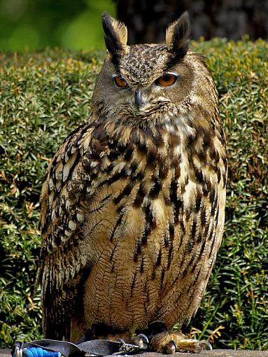 In Praise of Olympus' in Body IS-great-horned-owl2.jpg