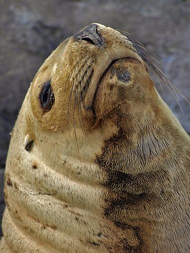 In Praise of Olympus' in Body IS-sea-lion2.jpg