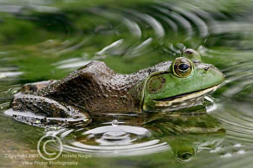 Much ado about image grain.-frog-iso-1600.jpg