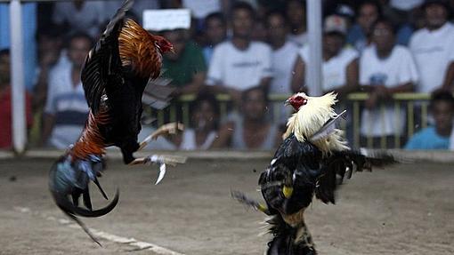 Police officer raiding illegal cockfight gets killed by rooster-_115096267_gettyimages-134849907.jpg