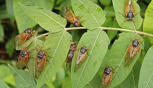 Billions of cicadas in the United States for the first time in 17 years.-1140-cicadas-leaves.web.jpg