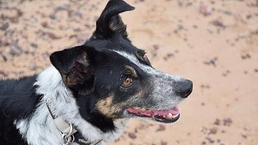 Norfolk deaf shepherd dog learns 'sign language'-_117898315_8a11a71a-a448-47f4-b32d-0309d6f855e6.jpg