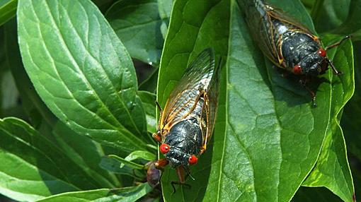 Meet the Cicada after Brood X-broodxcicadas.jpg