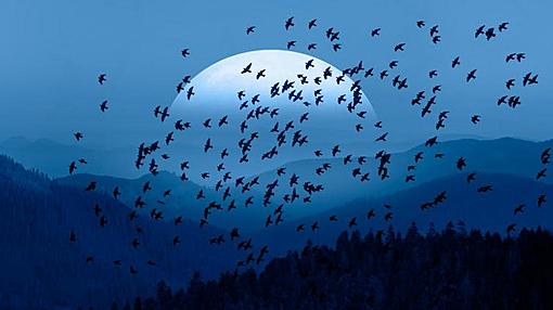Clues how birds migrate using Earth's magnetic field-0.38950100_1613313947_birds.jpg