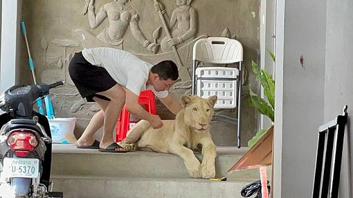Pet lions seized in Cambodia after TikTok video-_119112679_203058639_2065937303545380_3136069907611104767_n.jpg