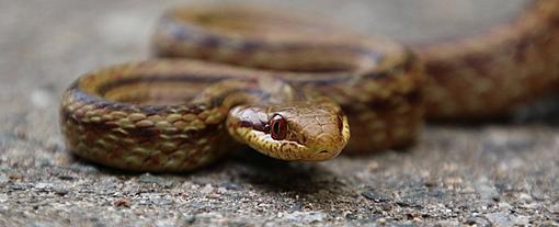 Radioactive snakes could help scientists track the impact of the ***ushima disaster.-rat-snake_1024.jpg