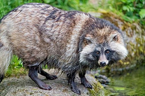 Wild animals are looking for a new home in the middle of the city. climate change-pet-raccoon-dog.jpg