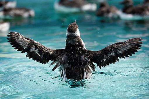 Dead Bird Video Examines River Pollution Fears-1200x0.jpg