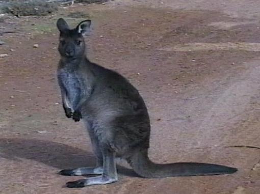 Take an Australian Safari On Line (Video + Stills)-kangislandstands.jpg