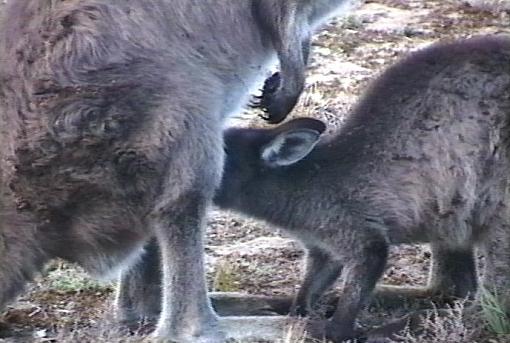 Take an Australian Safari On Line (Video + Stills)-kangnursing.jpg