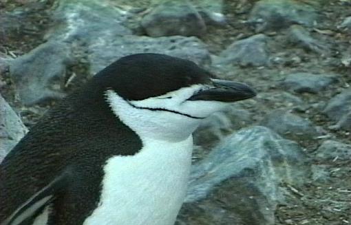 Discover Antarctica On Line (Video + Stills)-penichinstrapclose.jpg