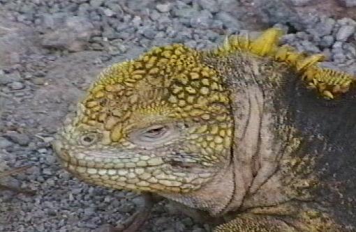 Experience Ecuador and the Galapagos Islands (Video + Stills)-egspyellowighead.jpg