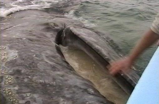 Extreme Whale Watching, Baja, Mexico (Video + Stills)-openmouth6.jpg