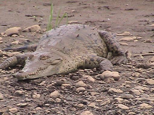 Discover Costa Rica Rainforest Creatures (Video + Stills)-crocodile.jpg