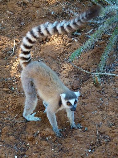 Meet Madagascar's Lemurs On Line (Video + Stills)-ring-tailed-lemur.jpg