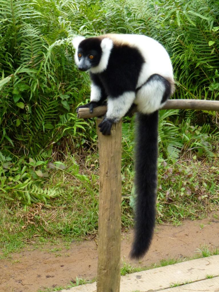 Meet Madagascar's Lemurs On Line (Video + Stills)