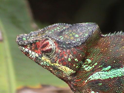 Meet Madagascar's Lemurs On Line (Video + Stills)-iguana.jpg