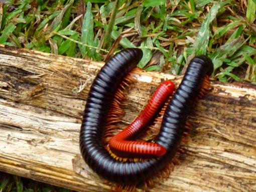 Meet Madagascar's Lemurs On Line (Video + Stills)-millipedes.jpg