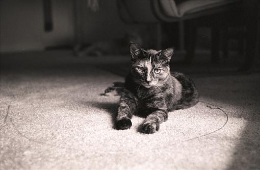 Neopan 400 in D76-callie-no-edit-640.jpg