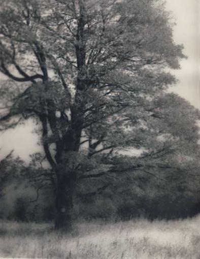 Lith Prints-lith-tree1.jpg