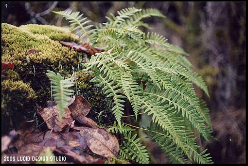 Ektar 100 in the Canonet-fern.jpg