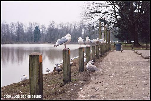 Ektar 100 in the Canonet-seagulls.jpg