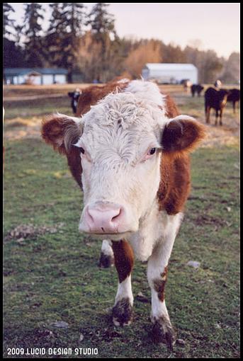 Ektar 100 in the Canonet-cow.jpg