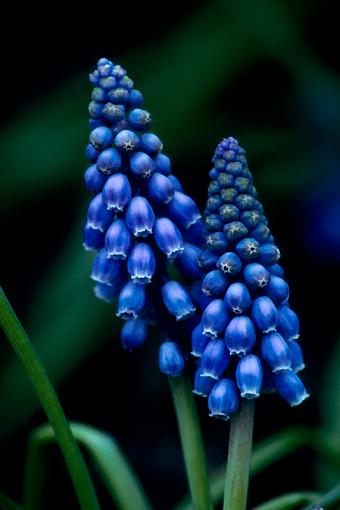 Show your Kodachrome!!-kodachrome-bluebells.jpg