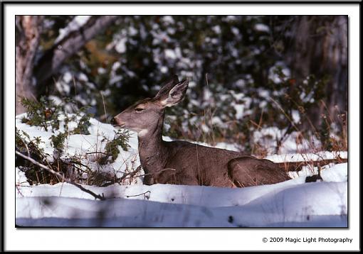 Show your Kodachrome!!-kodachrome_deer.jpg