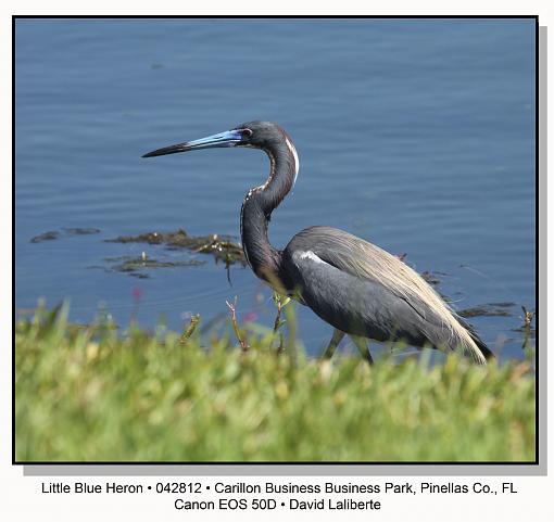 Little Blue Heron-img_0575ptlblds.jpg