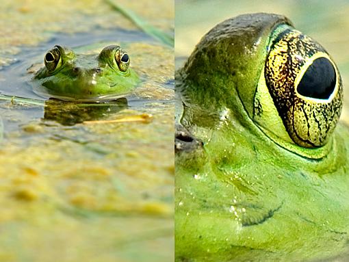 To IS or not to IS: Image Stabilization-frog-70-200-2x.jpg