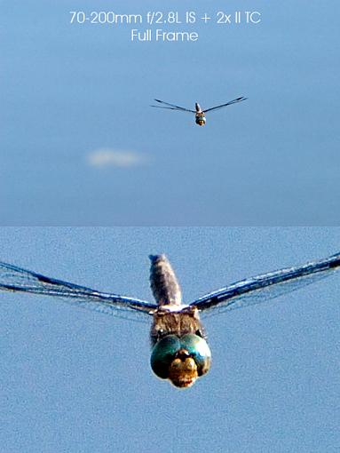 To IS or not to IS: Image Stabilization-70-200-2x-example-dragonfly-composite.jpg