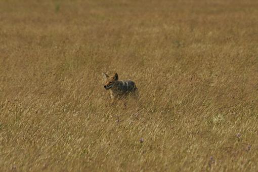 Tamron AF70-300mm-smallcoyote.jpg