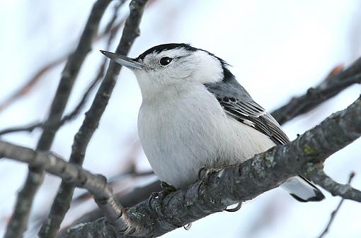 Teleconverter-nuthatch3.jpg