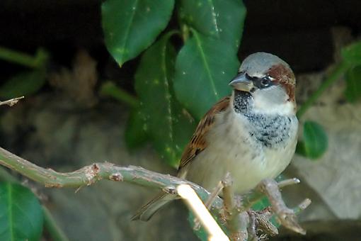 Sparrow from St. Louis-sparrow_1.jpg