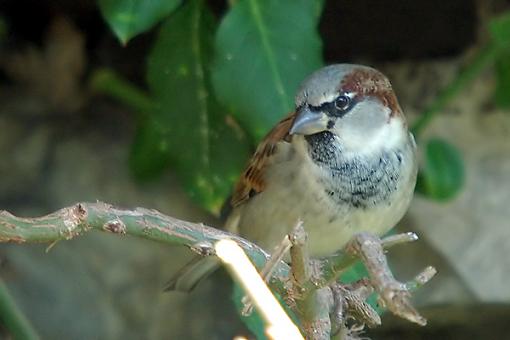 Sparrow from St. Louis-sparrow_3.jpg