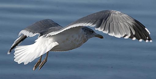 Some Seagulls-2005-09-30_103.jpg