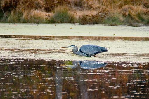 Bird Id Part Ii-crw_7793.jpg