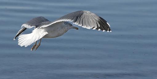 Some Seagulls-2005-09-30_103.jpg