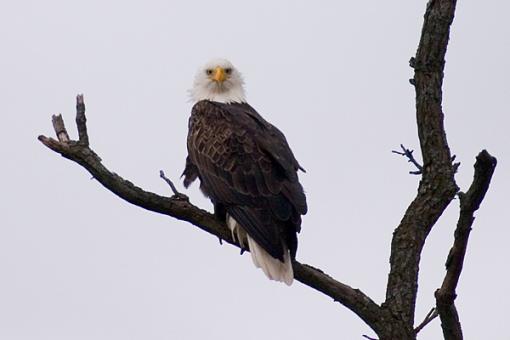 Show Me Your Eagles...-crw_8366.jpg