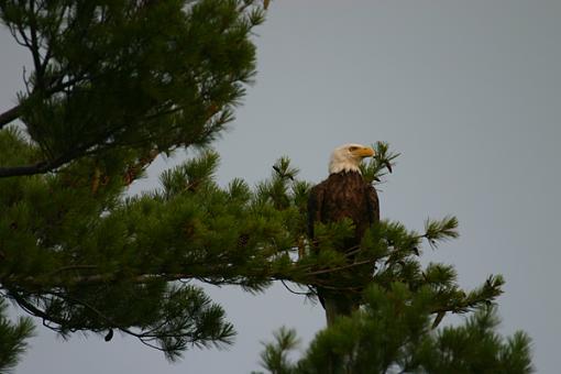 Show Me Your Eagles...-img_0437.jpg