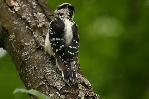 Bird Id Part Ii-img_0418.jpg