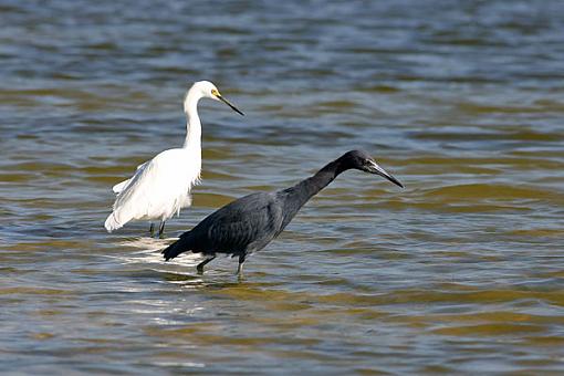 Bird Id Part Ii-shorebirdsw.jpg